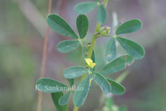 Crotalaria medicaginea